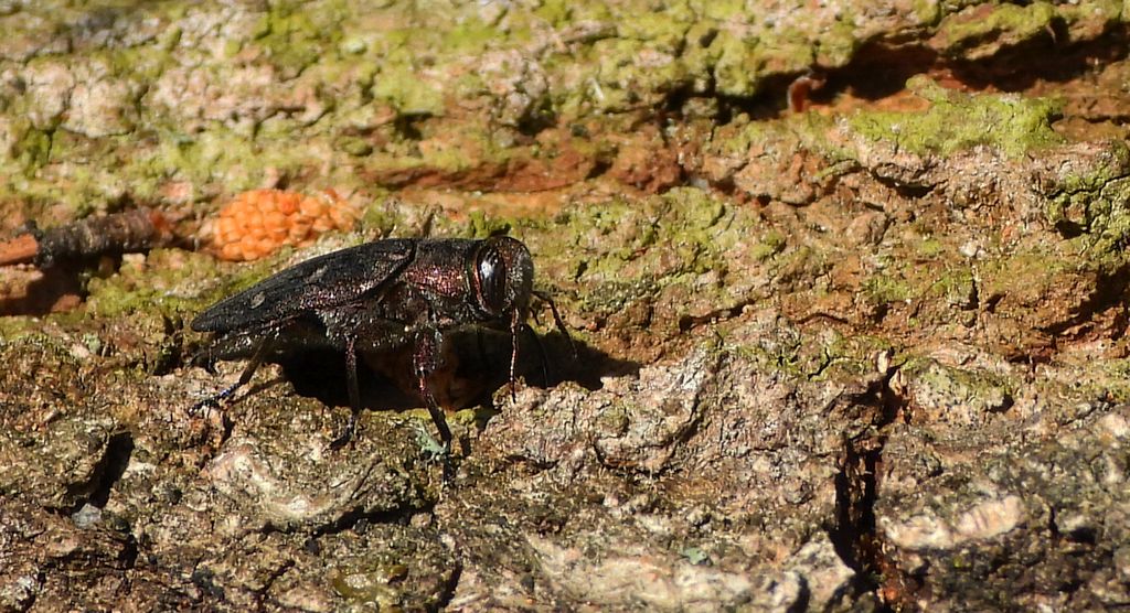 Zrąbień dębowiec (Chrysobothris affinis)