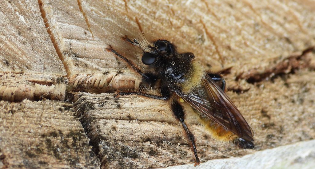 Wierzchołówka żółtowłosa (Laphria flava)
