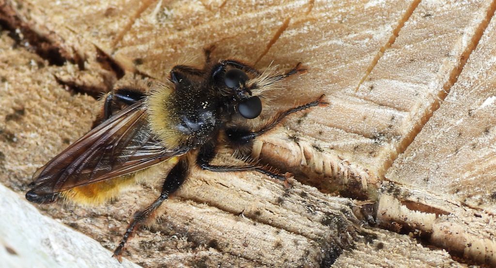 Wierzchołówka żółtowłosa (Laphria flava)