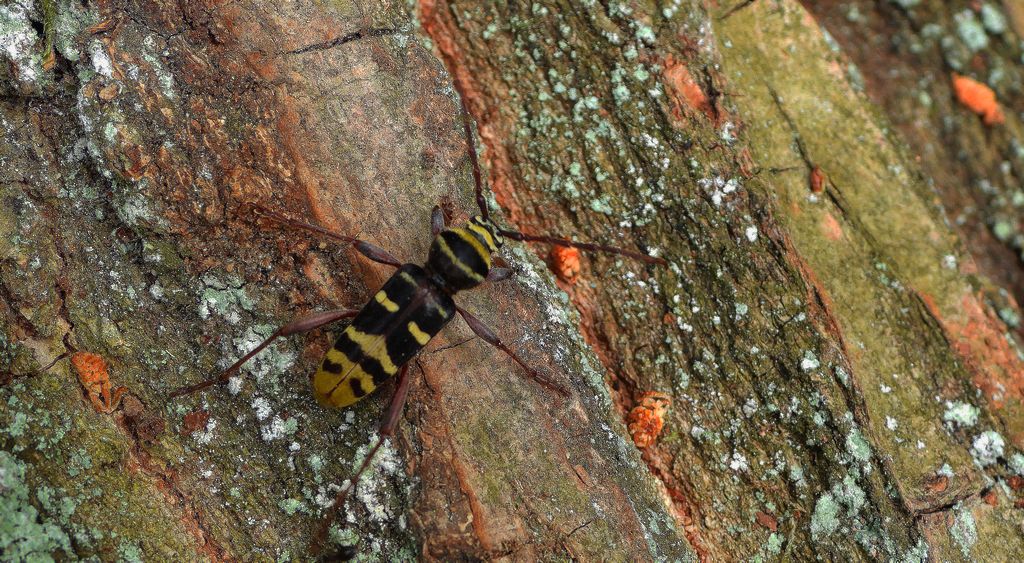 Paśnik niszczyciel (Plagionotus detritus)