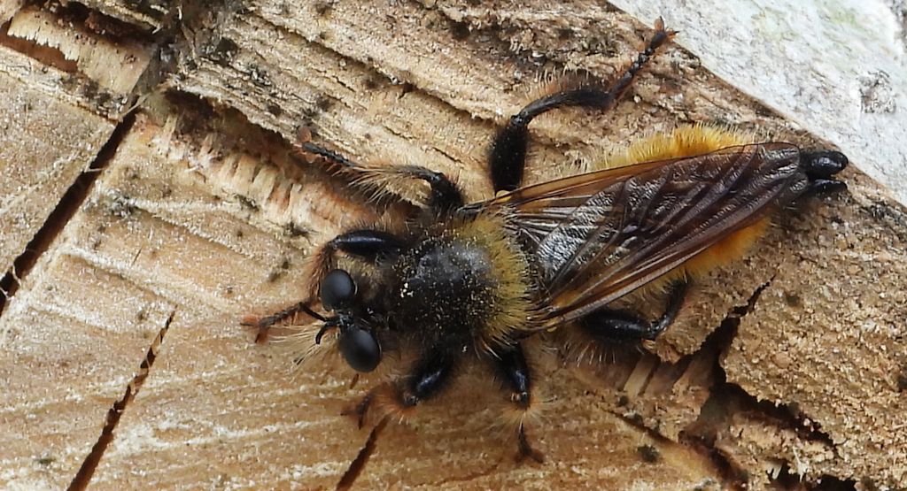 Wierzchołówka żółtowłosa (Laphria flava)