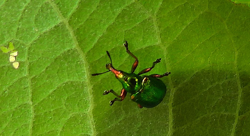 Tutkarz topolowiec (Byctiscus populi)