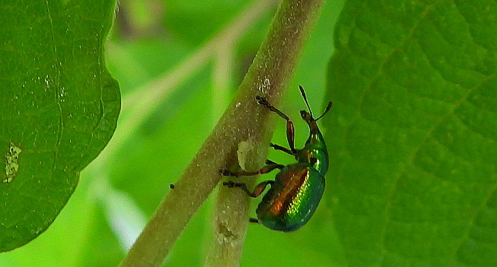 Tutkarz topolowiec (Byctiscus populi)