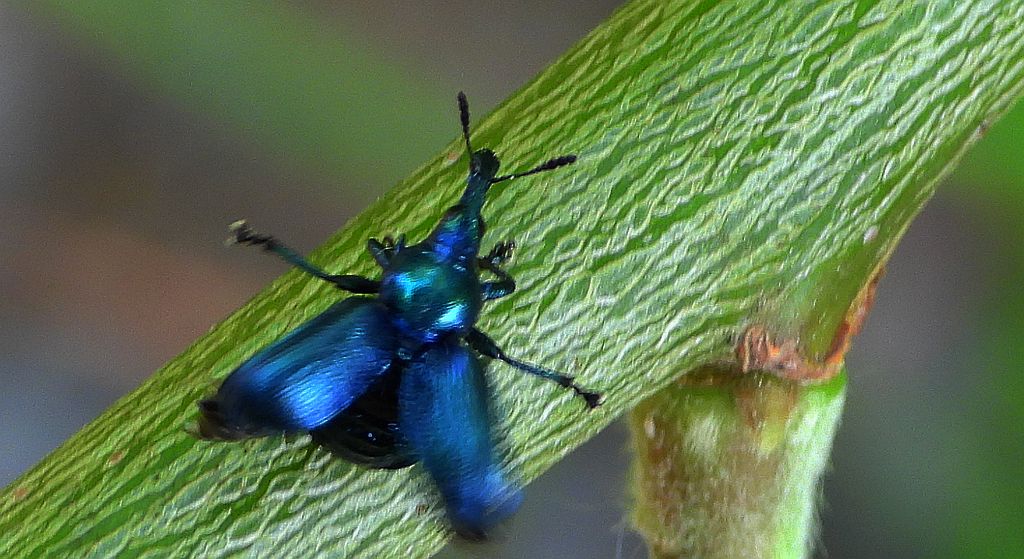 Tutkarz cygarowiec (Byctiscus betulae)