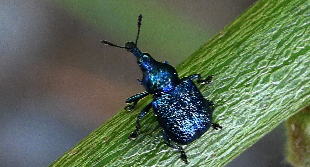 Tutkarz cygarowiec (Byctiscus betulae)