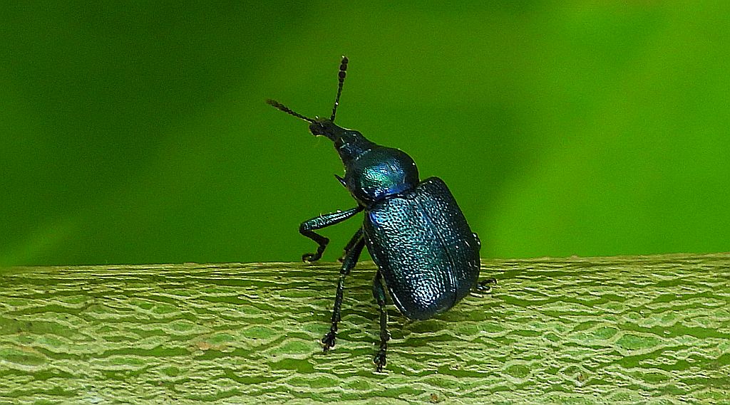 Tutkarz cygarowiec (Byctiscus betulae)