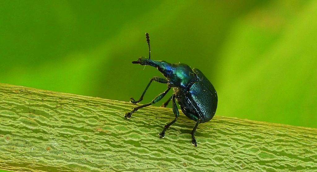 Tutkarz cygarowiec (Byctiscus betulae)