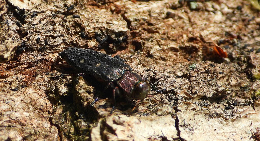 Zrąbień dębowiec (Chrysobothris affinis)