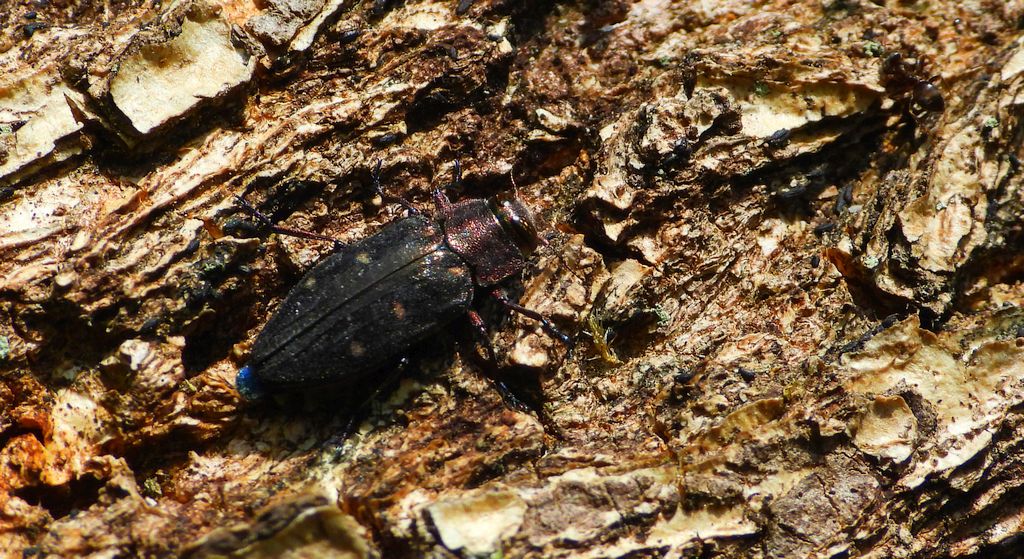 Zrąbień dębowiec (Chrysobothris affinis)