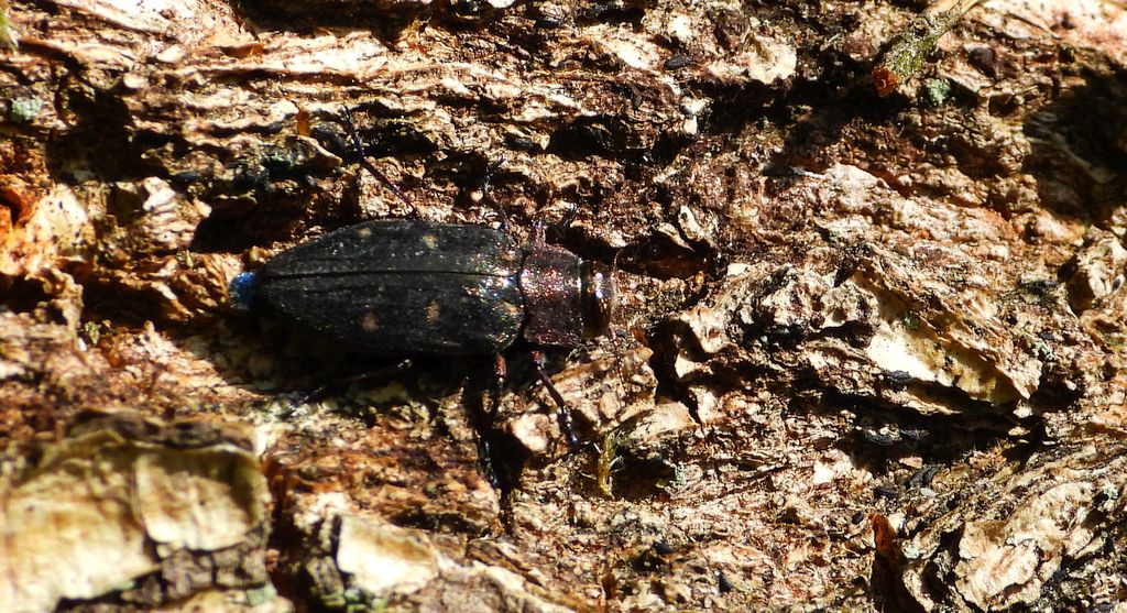 Zrąbień dębowiec (Chrysobothris affinis)