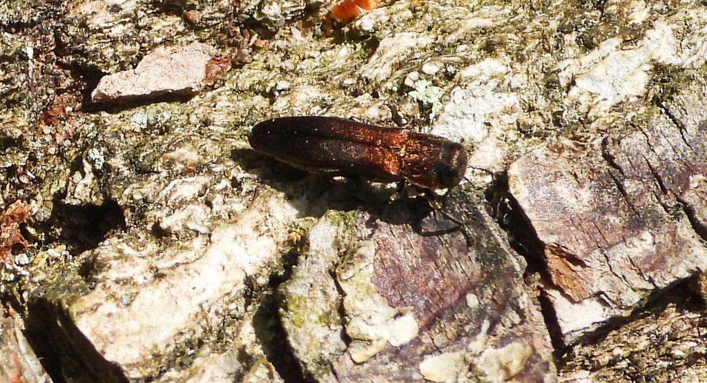 Opiętek bruzdkowany (Agrilus sulcicollis)