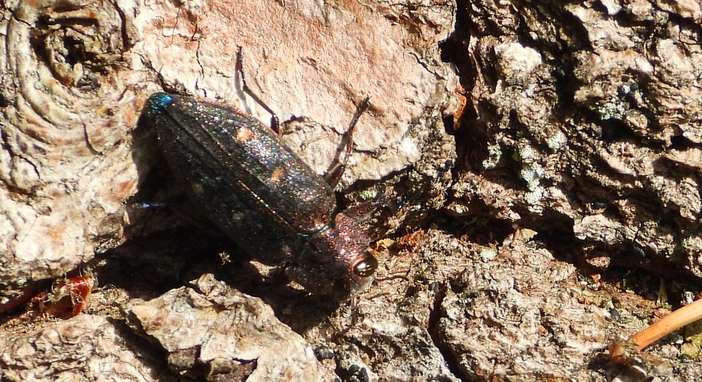 Zrąbień dębowiec (Chrysobothris affinis)
