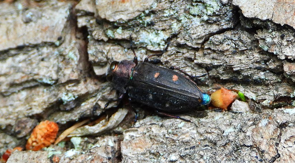 Zrąbień dębowiec (Chrysobothris affinis)