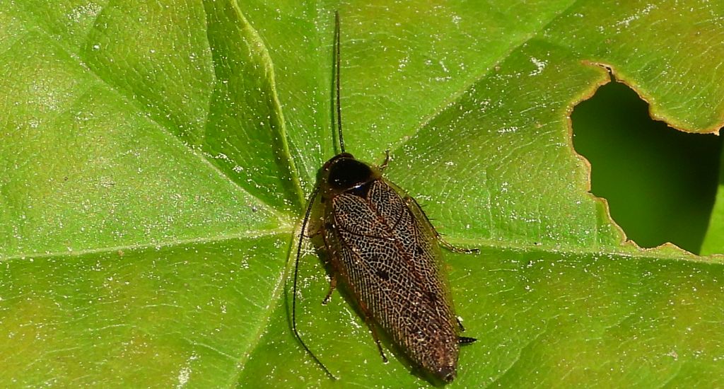 Zadomka leśna (Ectobius sylvestris)