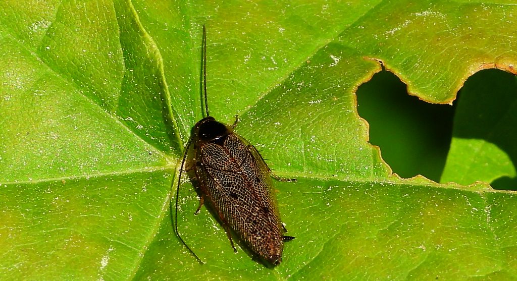 Zadomka leśna (Ectobius sylvestris)