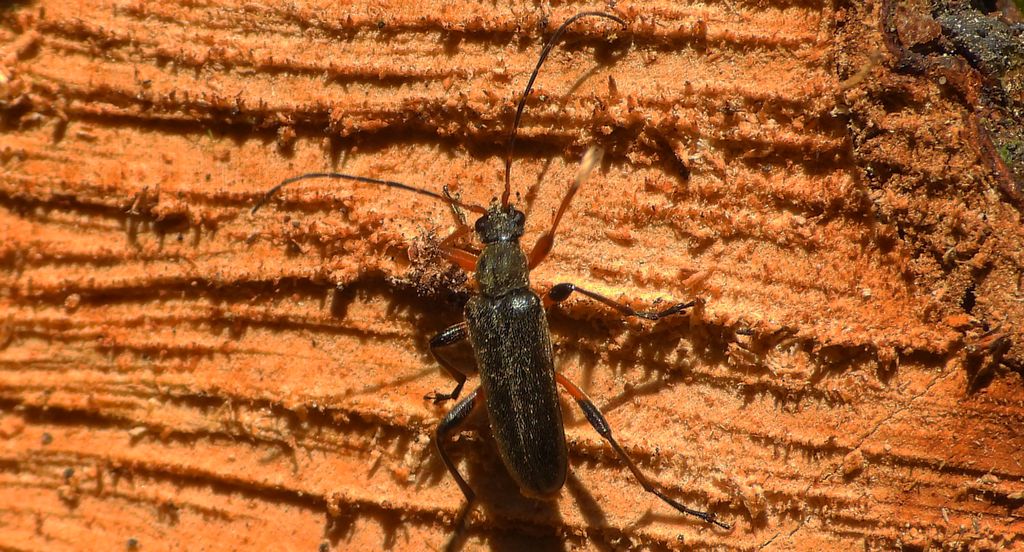 Ziemioródka skryta (Cortodera femorata)