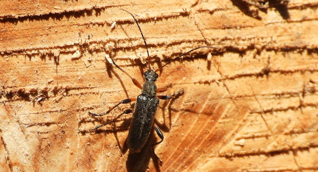 Ziemioródka skryta (Cortodera femorata)