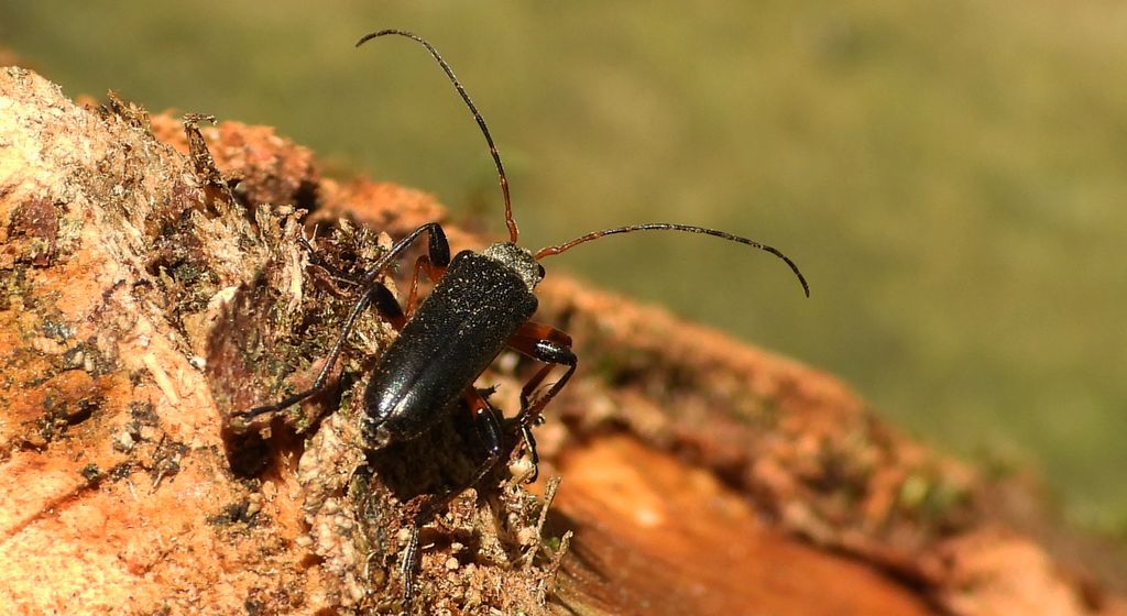 Ziemioródka skryta (Cortodera femorata)