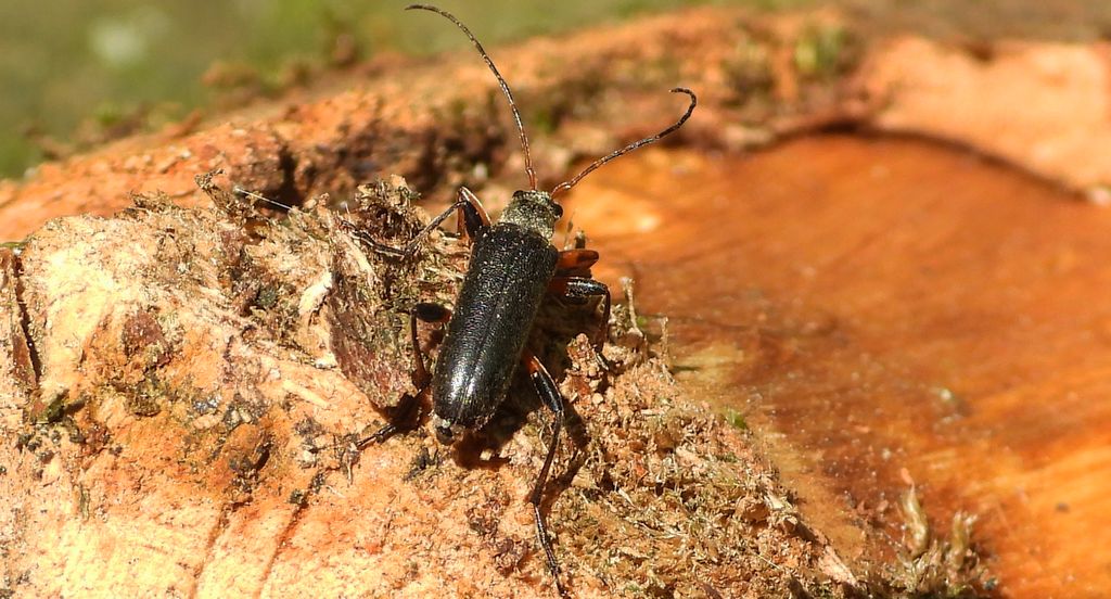 Ziemioródka skryta (Cortodera femorata)