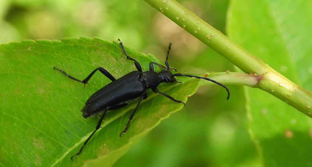 Zmorsznik ciemny (Leptura aethiops)
