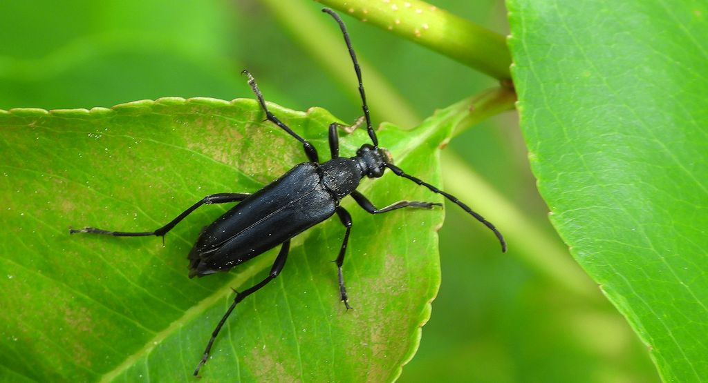 Zmorsznik ciemny (Leptura aethiops)
