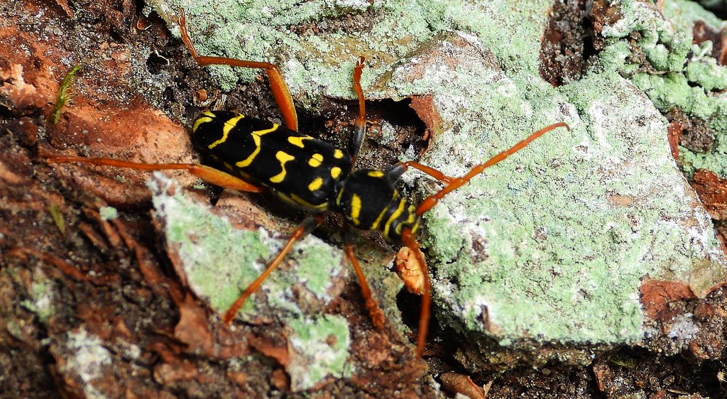 Paśnik pałączasty (Plagionotus arcuatus)