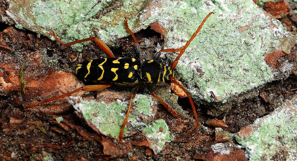 Paśnik pałączasty (Plagionotus arcuatus)