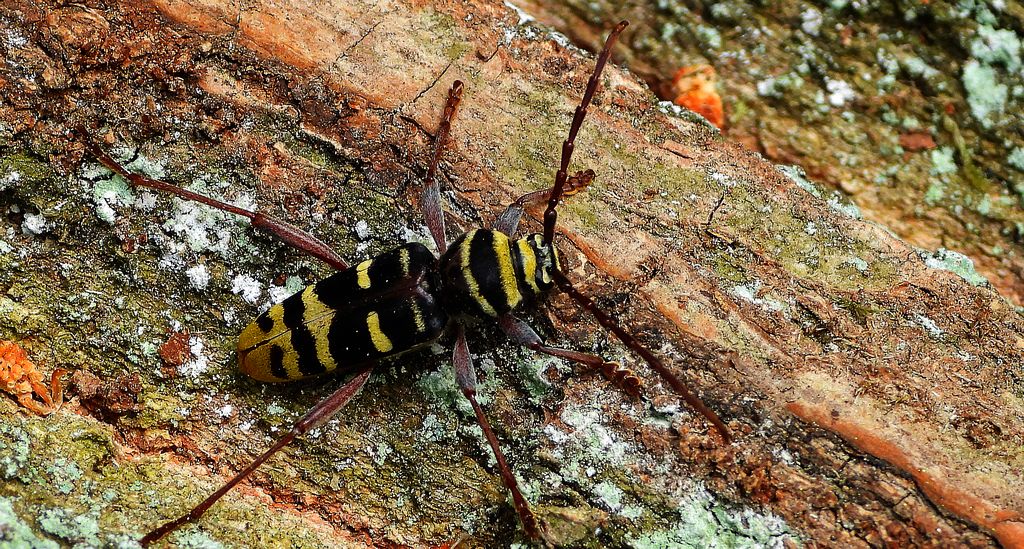 Paśnik niszczyciel (Plagionotus detritus)