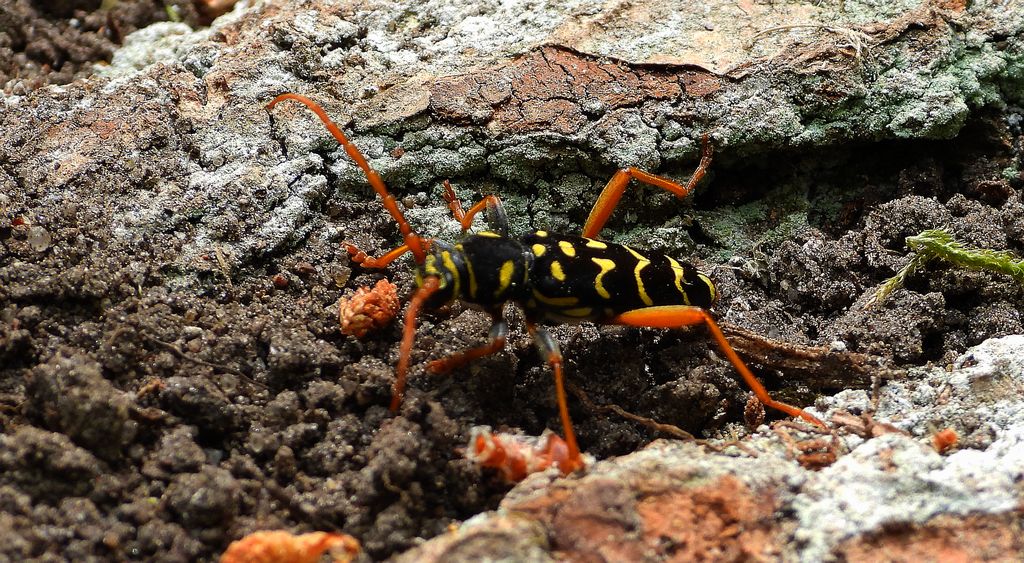 Paśnik pałączasty (Plagionotus arcuatus)