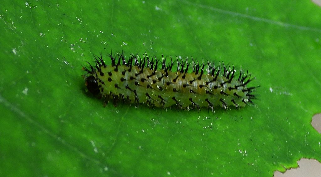 Dookółek dębowy (Periclista lineolata)