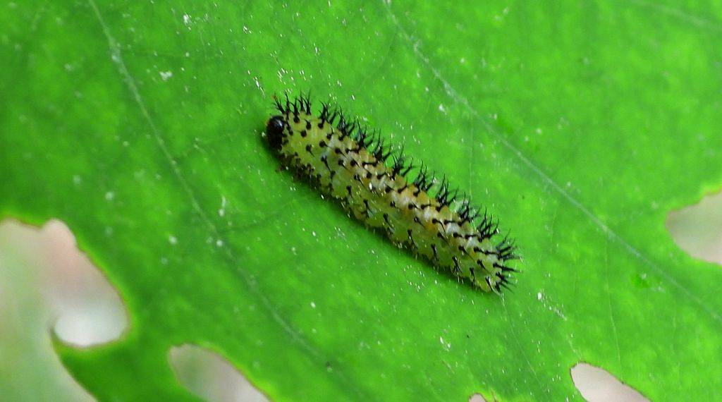 Dookółek dębowy (Periclista lineolata)