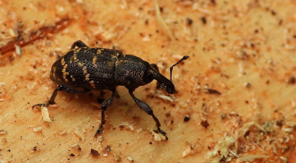 Szeliniak sosnowy, szeliniak sosnowiec (Hylobius abietis)