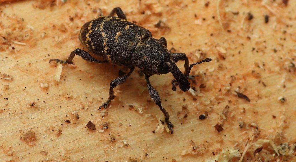 Szeliniak sosnowy, szeliniak sosnowiec (Hylobius abietis)