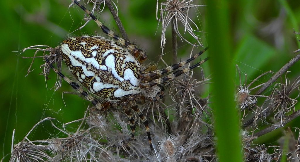 Kołosz wielobarwny, pająk dębowy (Aculepeira ceropegia)
