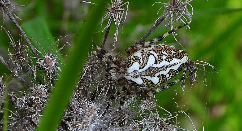 Kołosz wielobarwny, pająk dębowy (Aculepeira ceropegia)