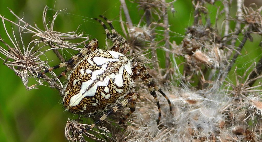 Kołosz wielobarwny, pająk dębowy (Aculepeira ceropegia)