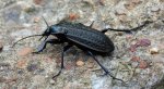 Biegacz bagienny (Carabus clatratus)
