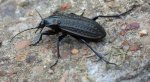Biegacz bagienny (Carabus clatratus)