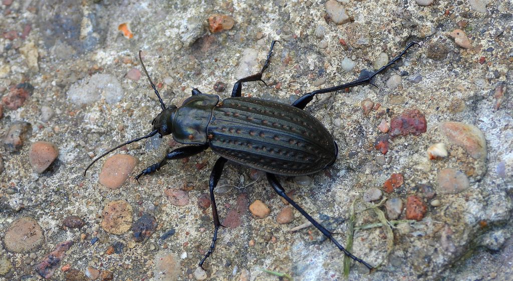 Biegacz bagienny (Carabus clatratus)