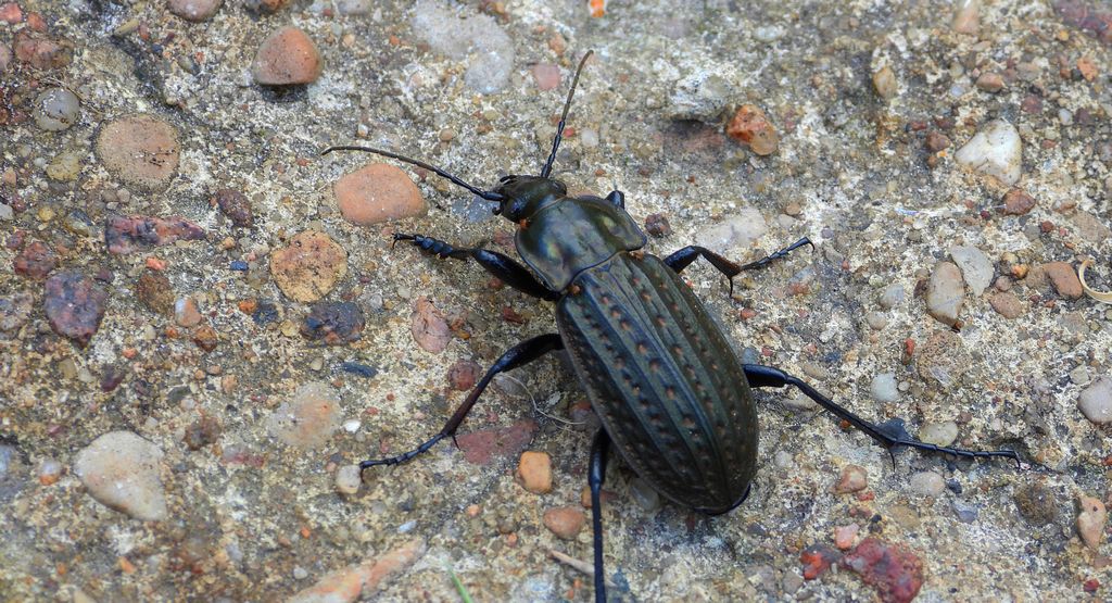 Biegacz bagienny (Carabus clatratus)