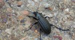 Biegacz bagienny (Carabus clatratus)