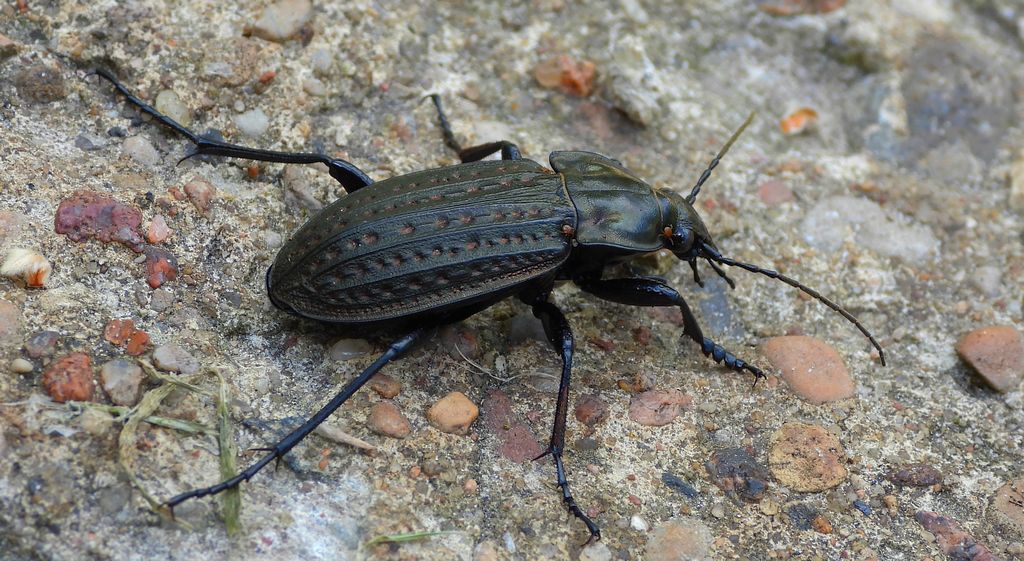 Biegacz bagienny (Carabus clatratus)