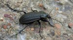 Biegacz bagienny (Carabus clatratus)