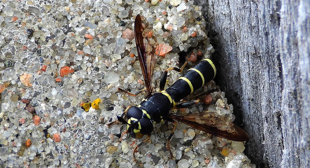 Długorożec żółtoznaczny (Sphiximorpha subsessilis)