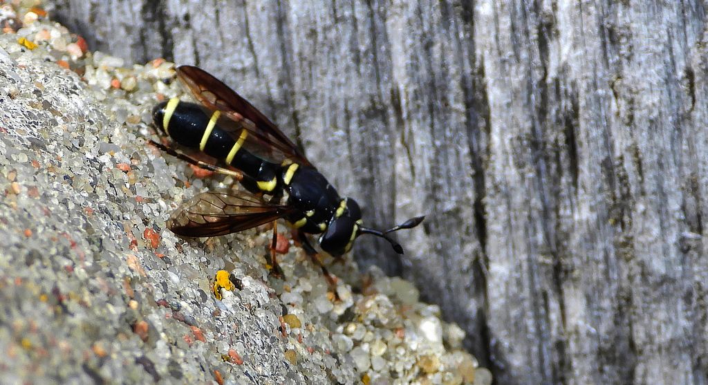 Długorożec żółtoznaczny (Sphiximorpha subsessilis)