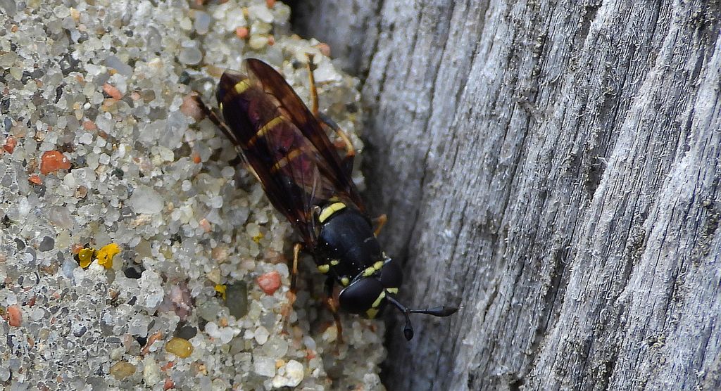 Długorożec żółtoznaczny (Sphiximorpha subsessilis)