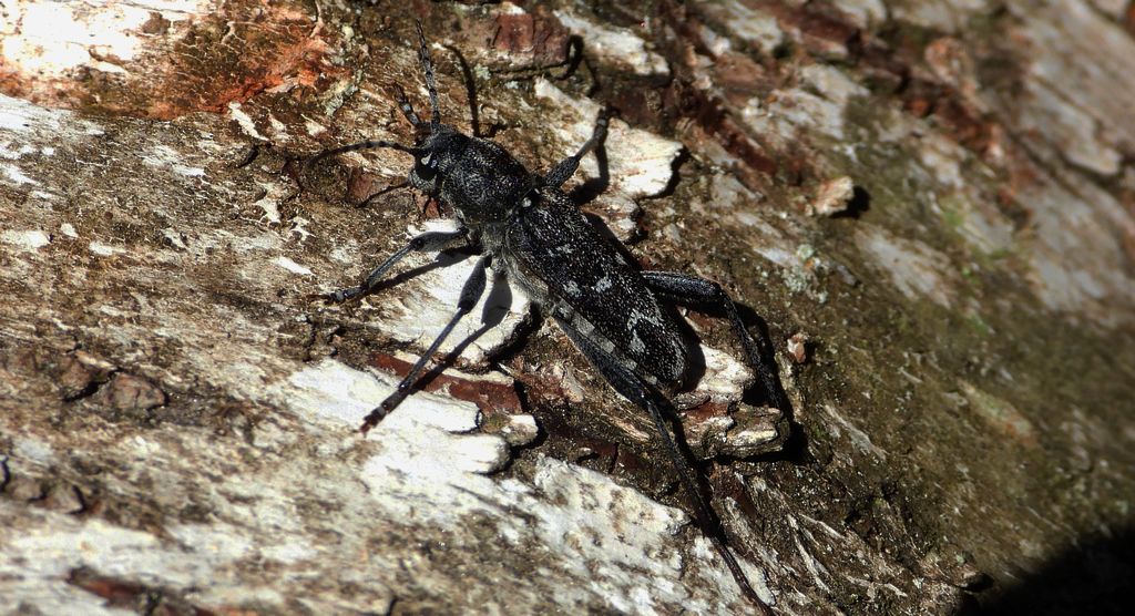 Drzeworadek topolowy (Xylotrechus rusticus)