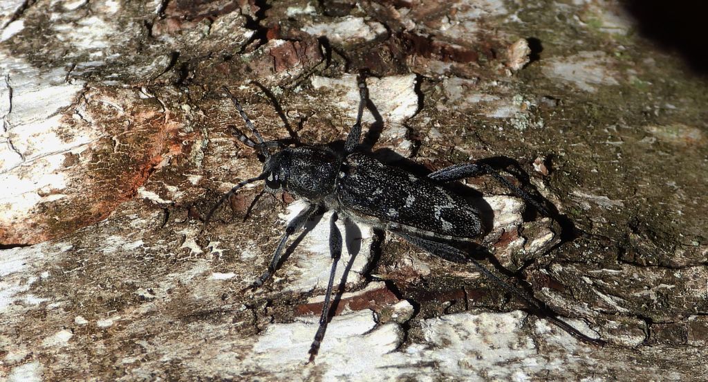 Drzeworadek topolowy (Xylotrechus rusticus)