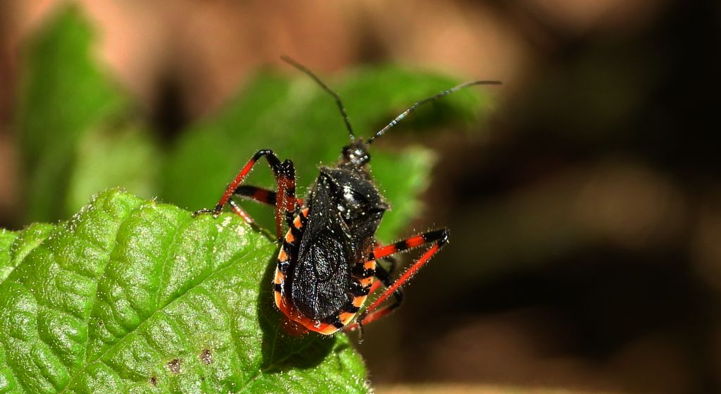Srogoń napastnik (Rhynocoris annulatus)