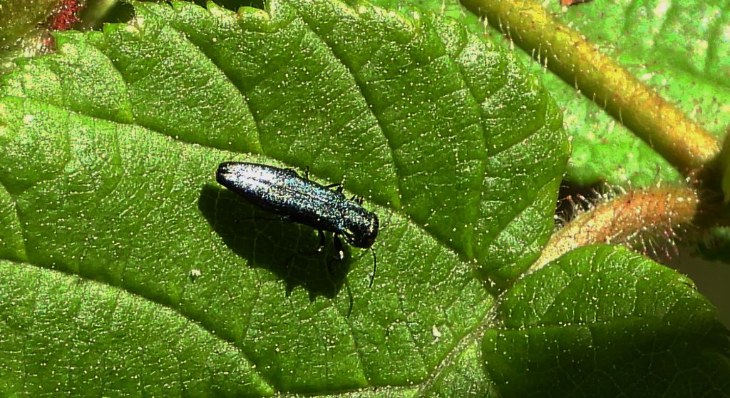 Opiętek grądowiec (Agrilus olivicolor)